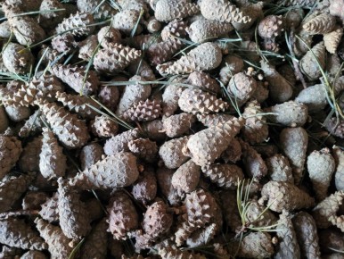 В прошлом году специалисты лесничеств и арендаторы заготовили 12,6 тонн семян хвойных пород