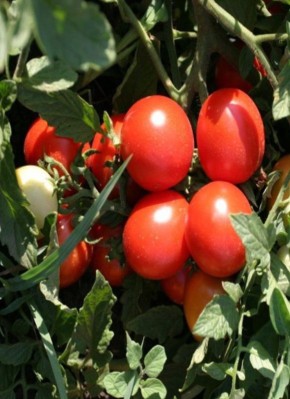 ����� ��������: ���������� ������ ������ ��� ������� � �����������