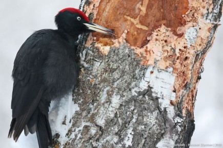 �� �����, ��� ����� � ������� �������?