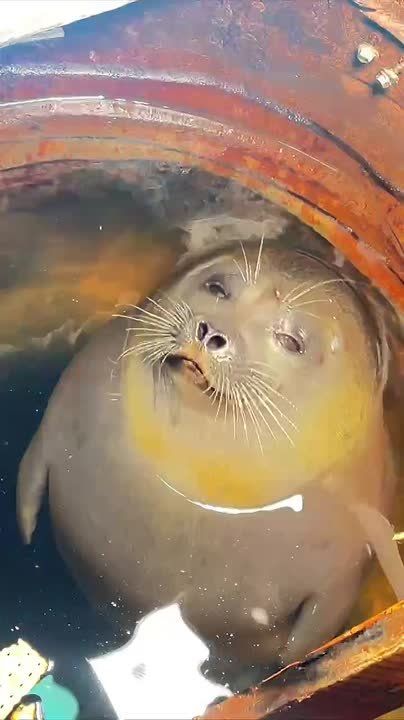 ��������� ���� ��������: ��� �����-"������������" ��������� ����� � ����������� �� ������������ � ����� �������� ���������