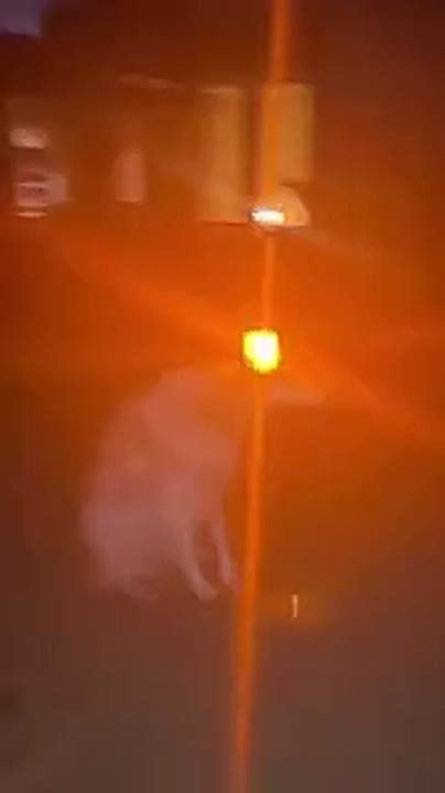 � ����������� ������������ ������� ����������