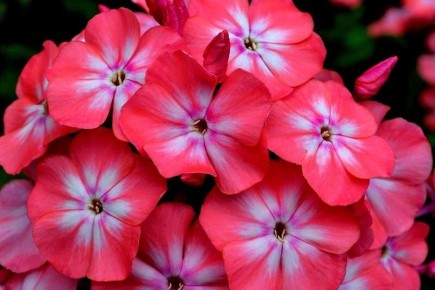 ��� ������ � ������������ ������ � �������: �������� ������