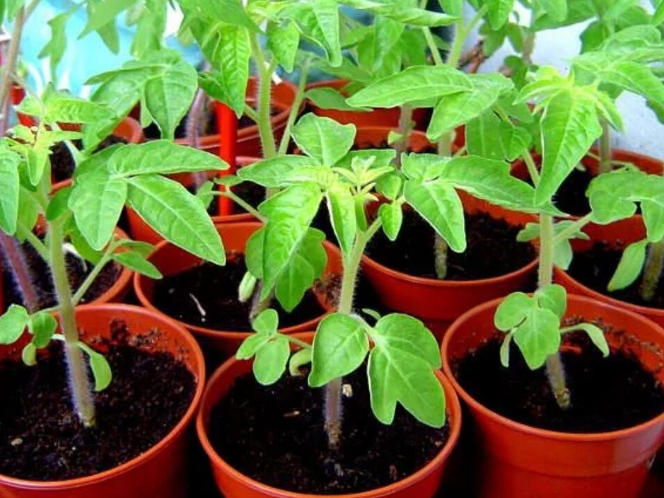 Как правильно выбрать грунт для рассады: дешёвый или дорогой?