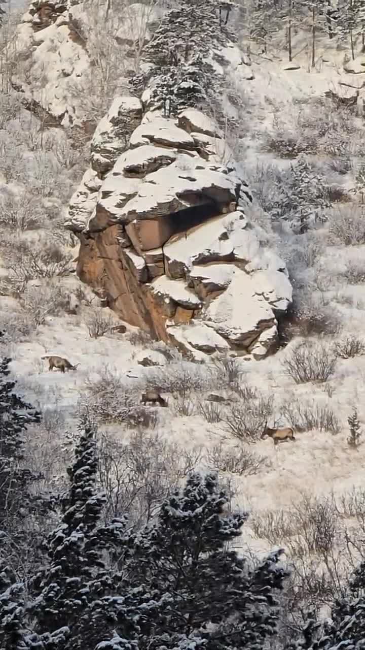 Наш фотограф Михаил Шуклин понаблюдал за маралами на «Красноярских Столбах»
