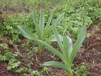 Лук Суворова (анзур)