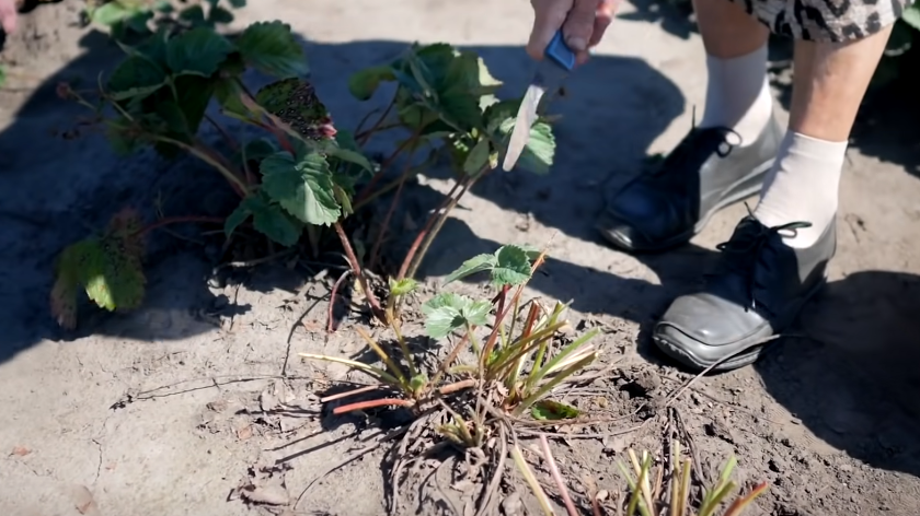 Как правильно обрезать клубнику: секреты дедовских традиций