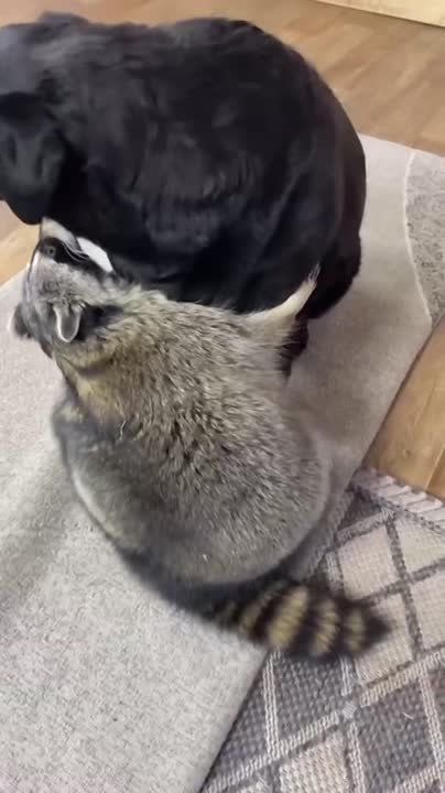 ���� �������� �������. ���