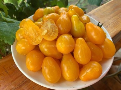 Томат Золотая капля: вкусные грушевидные черри для любого блюда