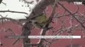 «Все рябиночки уже объели»: нашествие необычных птиц в Красноярске