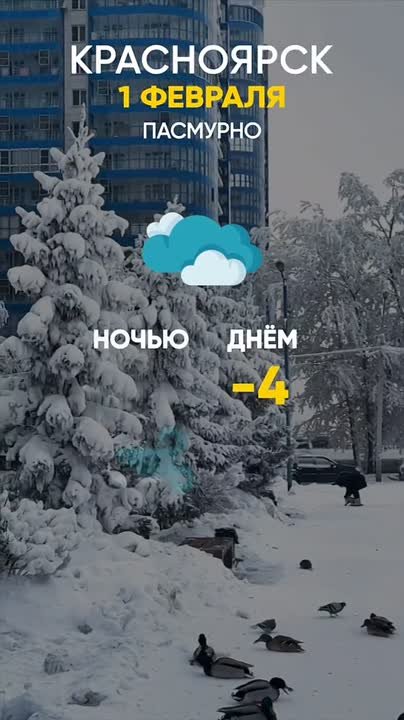 Погода на 1 февраля. ТВК