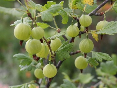Сладкий крыжовник: какие сорта покорят ваш сад
