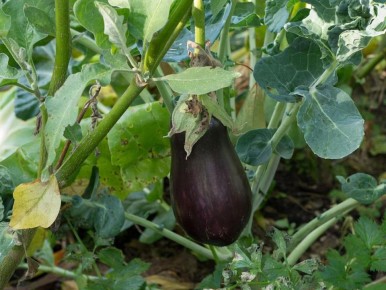 ������ ���������� ������: �������� ��� �������� �������