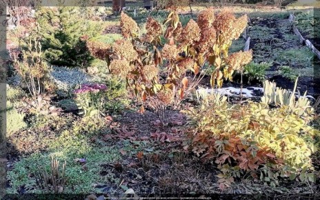 Как подготовить многолетники к зиме: практические советы для садоводов