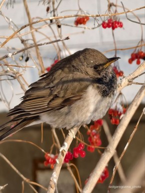 На выходных резко потеплеет до -1°C