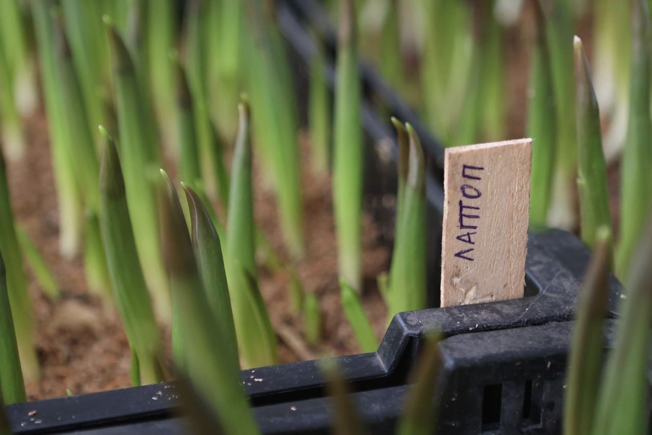 Зима в Сибири сурова, а на улицах Красноярска пока только снежные сугробы… Но в теплицах Управления зеленого строительства уже весна! Зима в Сибири сурова, а на улицах Красноярска пока только снежные сугробы… Но в теплицах Управления зеленого строительства уже весна!