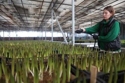 Зима в Сибири сурова, а на улицах Красноярска пока только снежные сугробы… Но в теплицах Управления зеленого строительства уже весна!