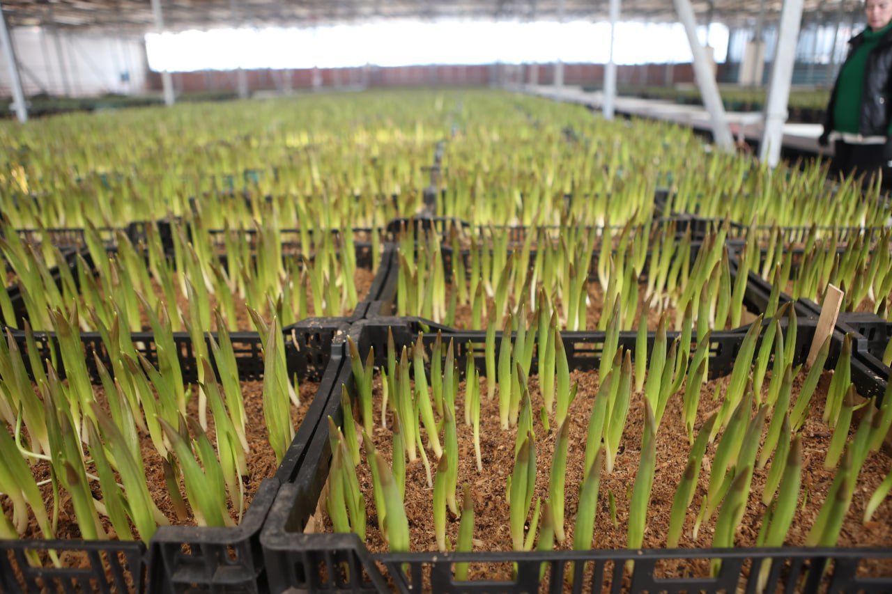 Зима в Сибири сурова, а на улицах Красноярска пока только снежные сугробы… Но в теплицах Управления зеленого строительства уже весна! Зима в Сибири сурова, а на улицах Красноярска пока только снежные сугробы… Но в теплицах Управления зеленого строительства уже весна!