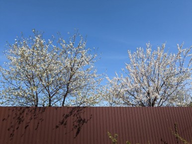 Зелёный баннер: как скрыть забор из металлопрофиля с помощью растений