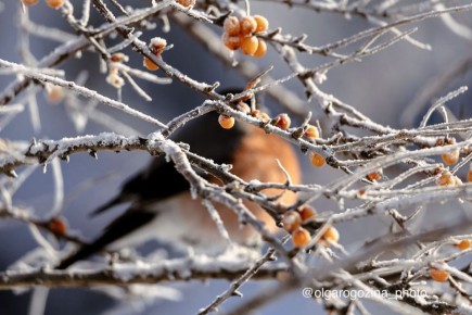 Облепили облепиху. И сами как ягодки спелые сидят