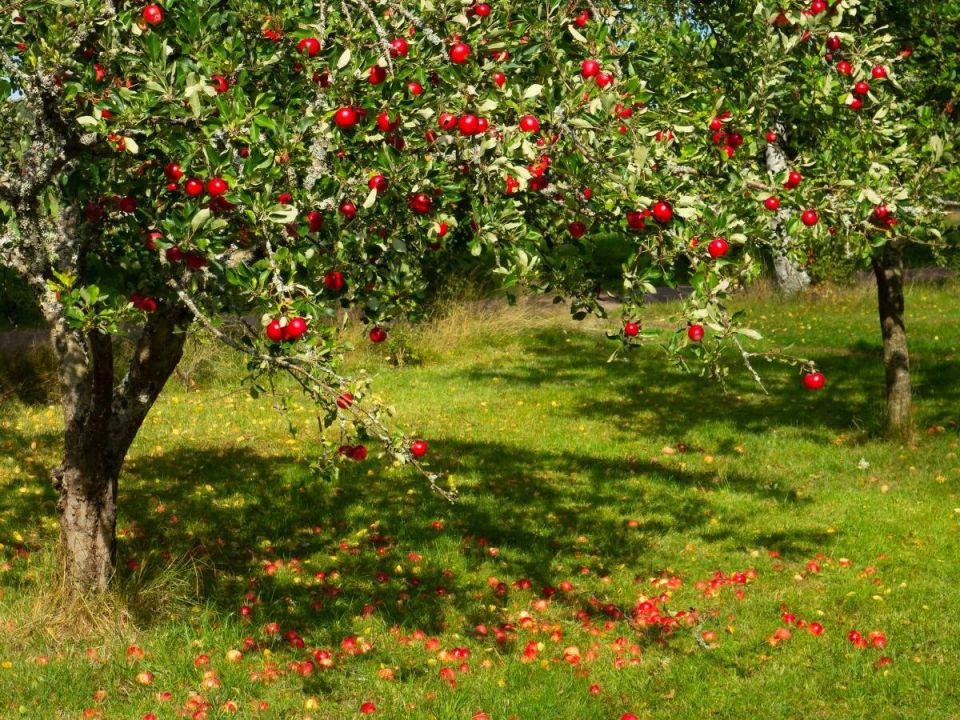 ��� ����� ���������� �� ����������: ����������� ������