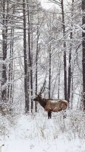 ����� �� �������� � �������� ���