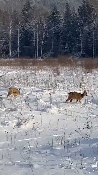 ������ ����� ������. ������, ��� �� ���� ����� ������, � ��� �������� ���� ���-�� ��� ������ �� �����