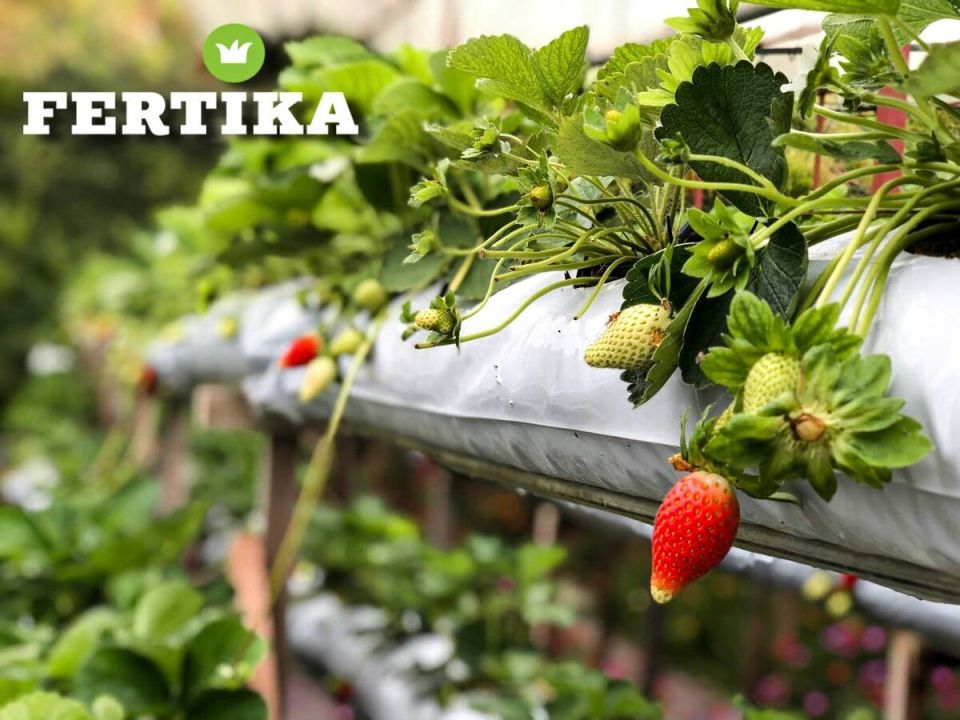 ��� ��������� �������� ��������: ������ � �������