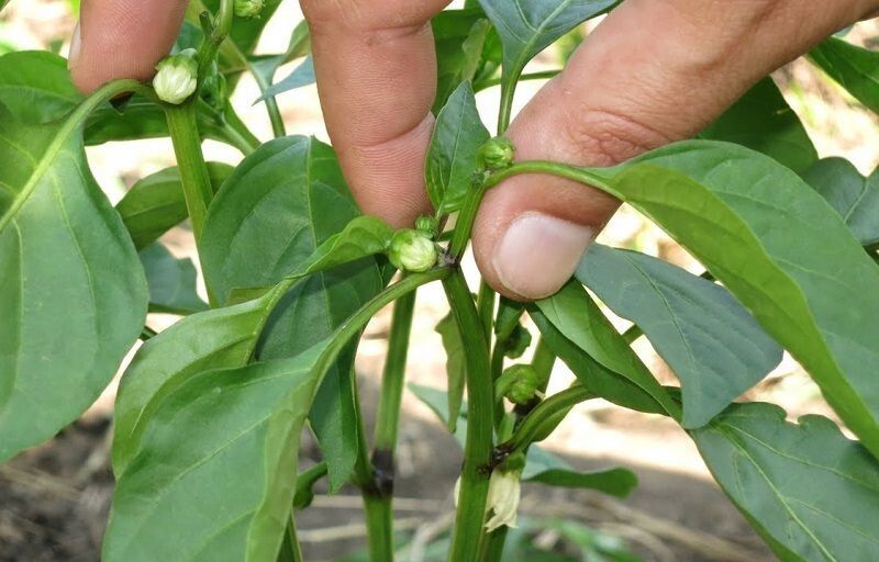 ��� �������� ��������� ������ �����: ������� ���������