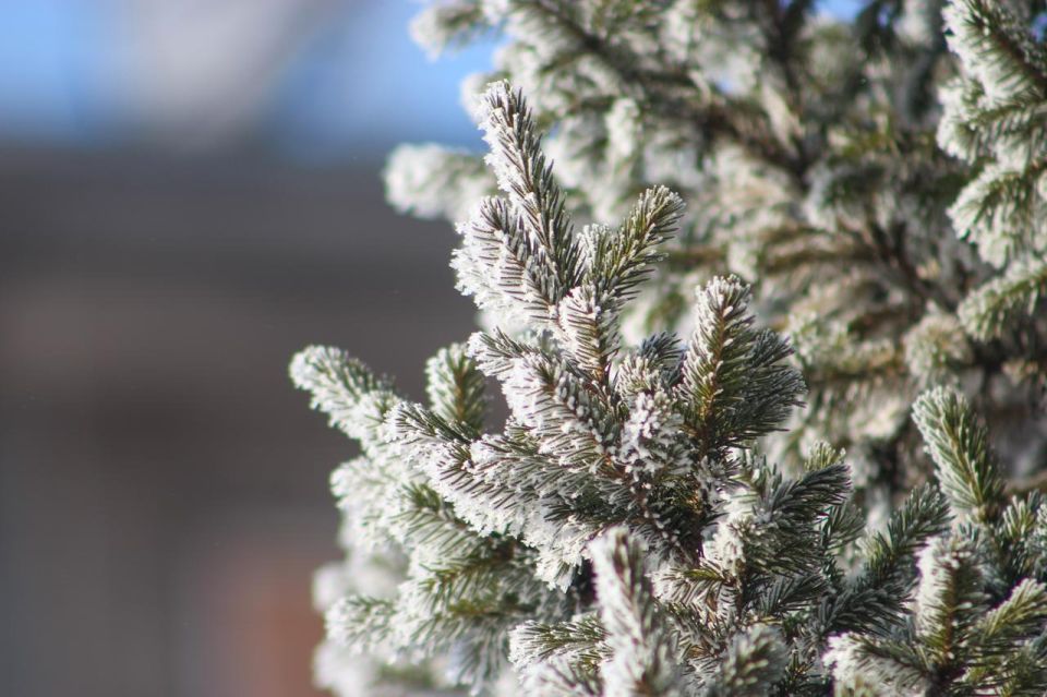 �� -35�C � ��� �����: ����� ����� ������ � ������ ������ ������� � �����������