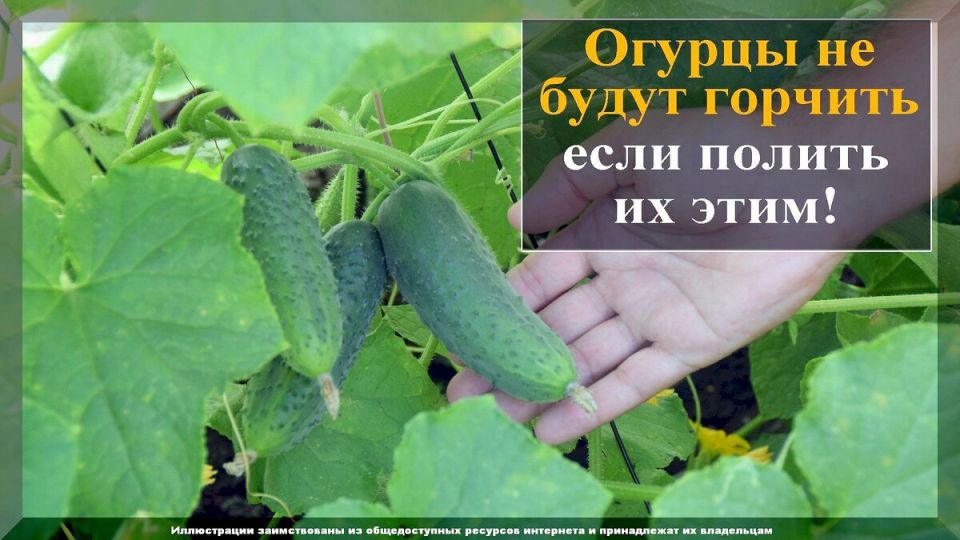 ������ ������� ������ � ��� ����� ��������