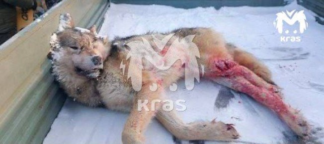 Одного из волков, нападавших на животных в Туруханске, застрелили