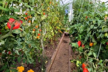 ��� ����������� ������� � ������ ������: ������ �������� ���������