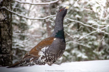 ������������ �������. ����� ��������� �� ���������, ����� ���������� ��� � ������ �� ����: �������� ��������� ���