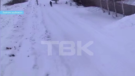 Врываемся в новую рабочую неделю, как этот заяц