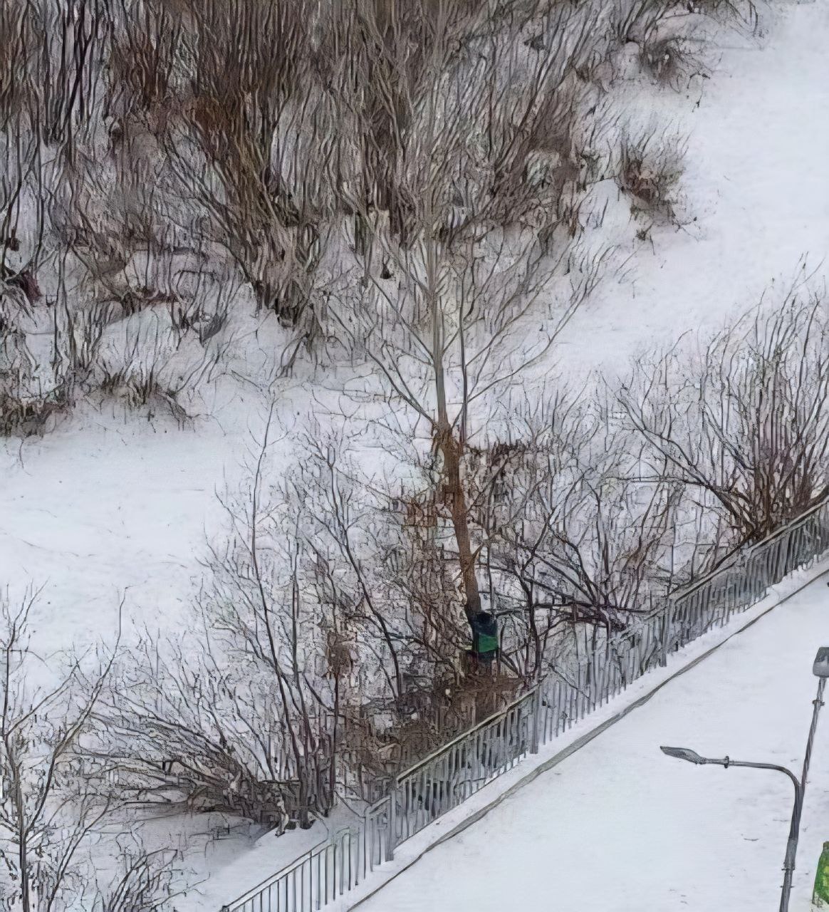 Очередное нападение бездомных собак на детей Очередное нападение бездомных собак на детей