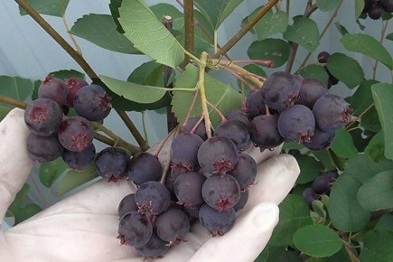 ���� ������: ������������� ��������� ��� ������ ����