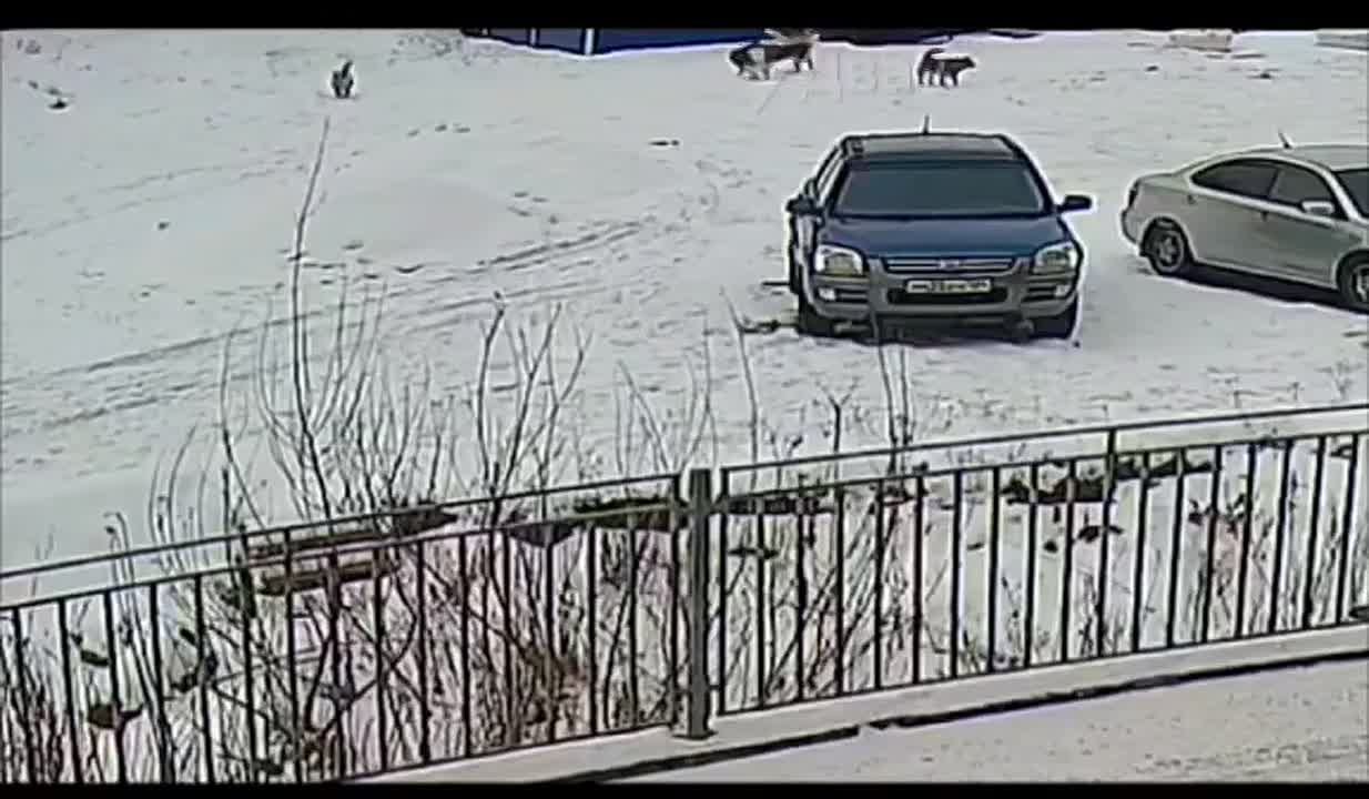 Очередное нападение бездомных собак на детей