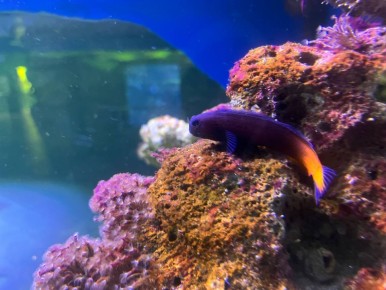 Утро понедельника? Вот ваш антистресс!