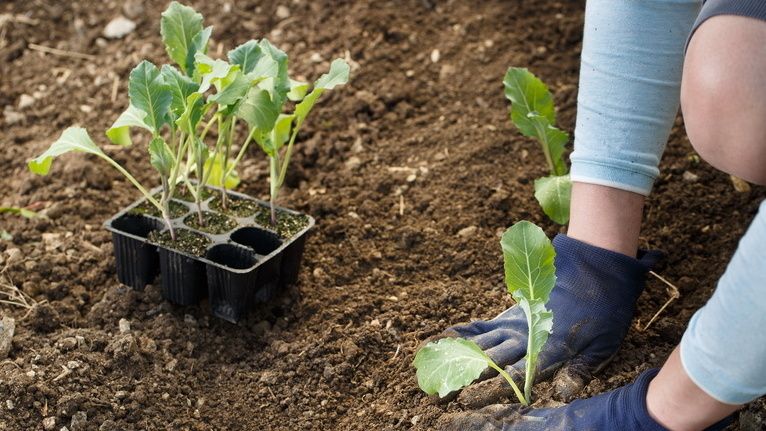 ��� ��������� ������� ������� ������� �������: �������� �������� � ������