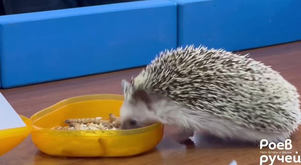 ��� �������� ����� � ����� �� ���������: �� ����� �� ������ ������ ����������� ����������� ������� �����