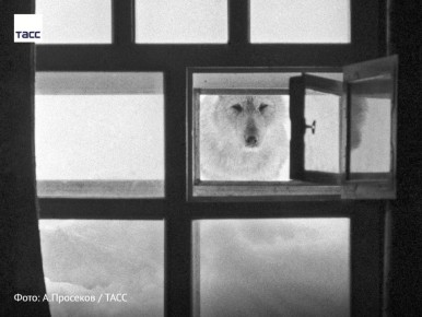 #архив_ТАСС_Сибирь. Белый медведь заглядывает в окно полярной станции