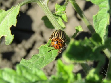 Как защитить растения от колорадского жука: эффективные методы и советы