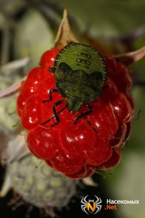 Необычные растения, которые могут удивить своим запахом