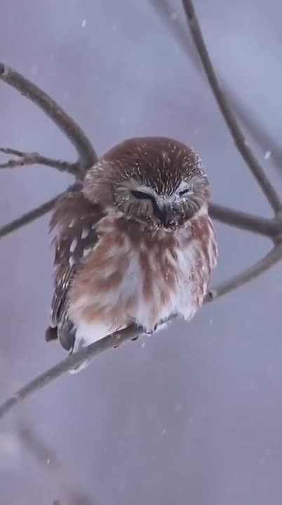 �������� ����. ���