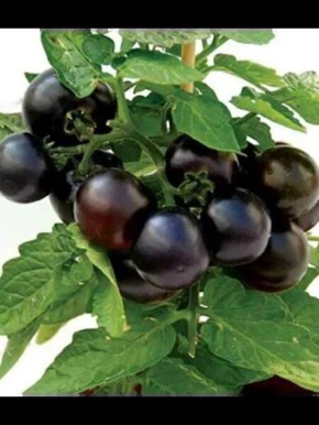 ����� ����� ����: ���������� ���������� ���� ��� �������� � ��������� ������