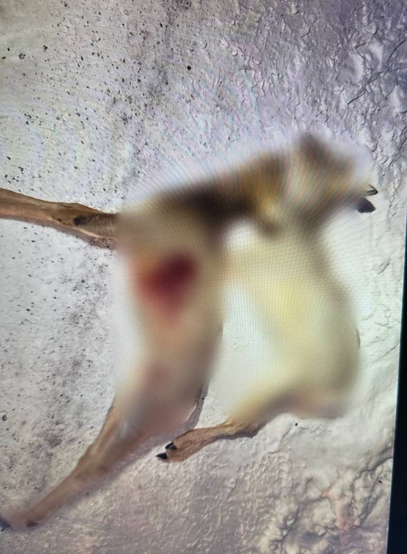 � ����������� ������������� ������ ����������� ������� ���� ���������� �����