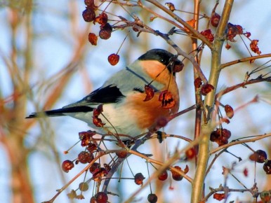 Зимой взгляду сложно за что-то зацепиться, поэтому хочется наблюдать за снегирями вечность