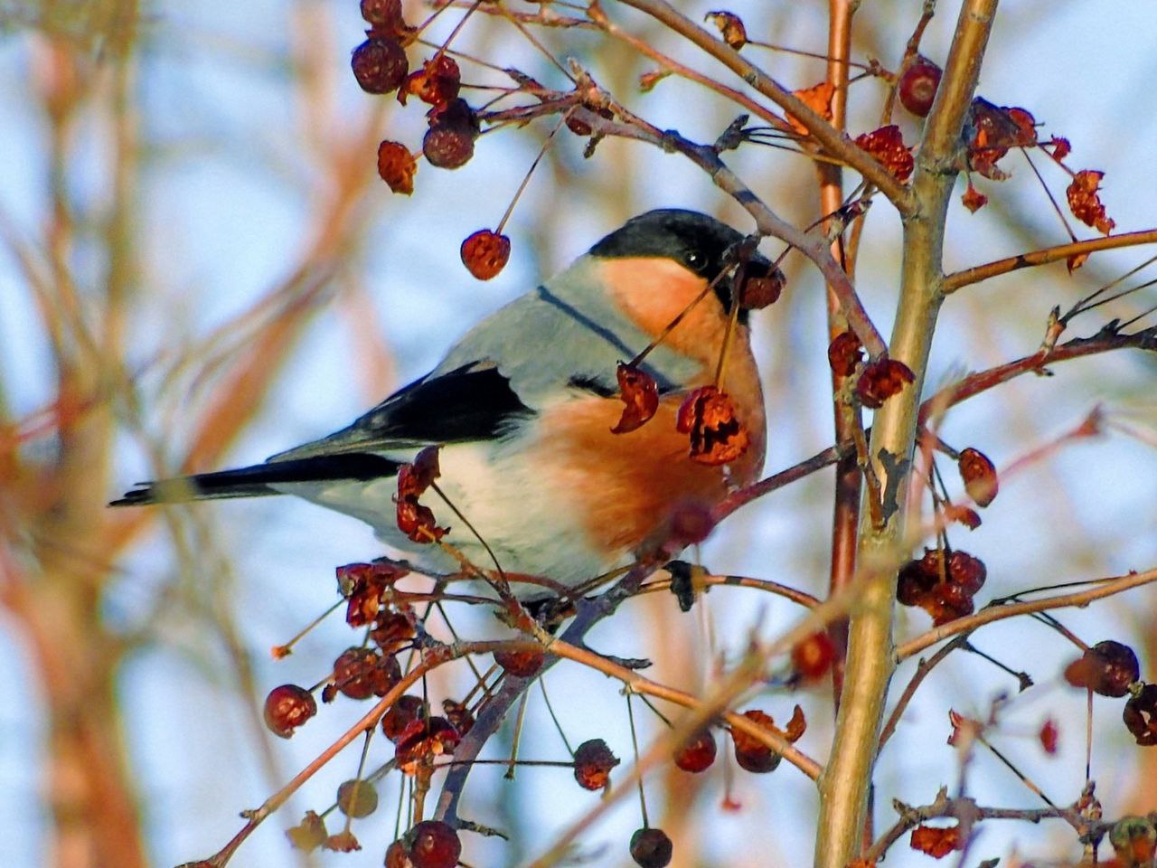 Зимой взгляду сложно за что-то зацепиться, поэтому хочется наблюдать за снегирями вечность