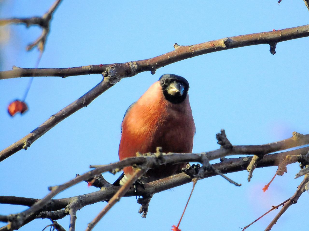 Зимой взгляду сложно за что-то зацепиться, поэтому хочется наблюдать за снегирями вечность Зимой взгляду сложно за что-то зацепиться, поэтому хочется наблюдать за снегирями вечность
