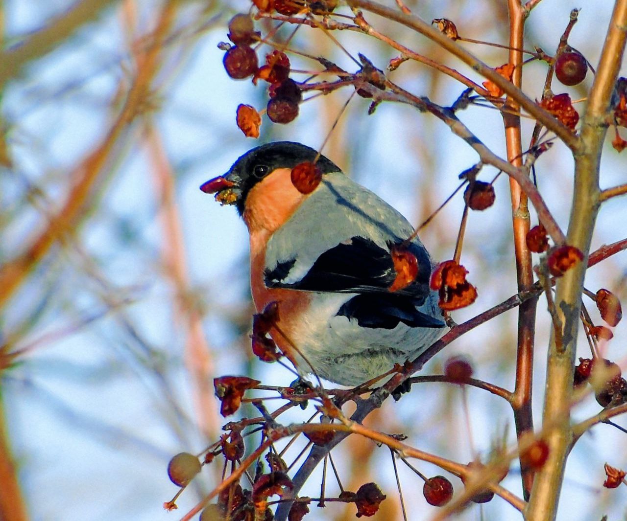 Зимой взгляду сложно за что-то зацепиться, поэтому хочется наблюдать за снегирями вечность Зимой взгляду сложно за что-то зацепиться, поэтому хочется наблюдать за снегирями вечность